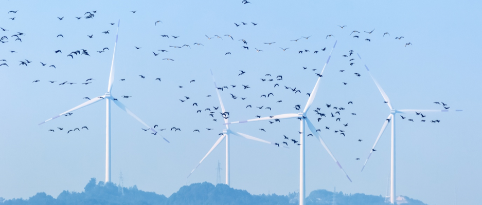 Birds and wind farms
